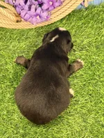 Snickers, a male Miniature Australian Shepherd for sale in Plato, MO – Photo 4 of 8