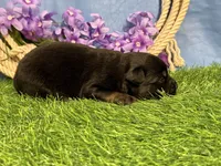 Rolo, a male Miniature Australian Shepherd for sale in Plato, MO – Photo 2 of 4