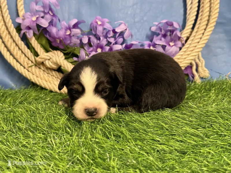 Snickers – Miniature Australian Shepherd puppy for sale in Plato, MO