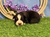 Snickers, a male Miniature Australian Shepherd for sale in Plato, MO – Photo 1 of 8