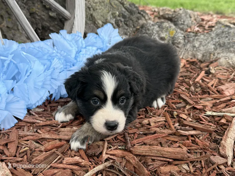 Snickers – Miniature Australian Shepherd puppy for sale in Plato, MO