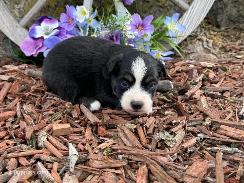 Snickers – Miniature Australian Shepherd puppy for sale in Plato, MO