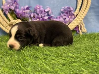 Snickers, a male Miniature Australian Shepherd for sale in Plato, MO – Photo 6 of 8