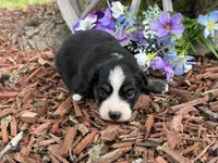 Snickers, a male Miniature Australian Shepherd for sale in Plato, MO – Photo 6 of 9