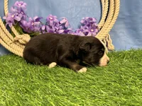 Snickers, a male Miniature Australian Shepherd for sale in Plato, MO – Photo 5 of 8