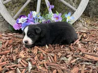 Snickers, a male Miniature Australian Shepherd for sale in Plato, MO – Photo 4 of 9