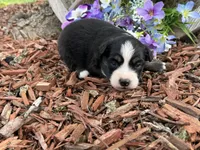 Snickers, a male Miniature Australian Shepherd for sale in Plato, MO – Photo 8 of 9