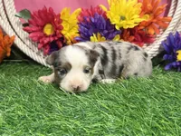 Cricket , a female Toy Australian Shepherd for sale in Plato, MO – 7 of 10