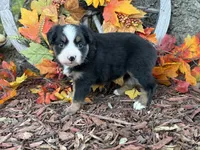 Cody (video on website), a male Toy Australian Shepherd for sale in Plato, MO – 2 of 9