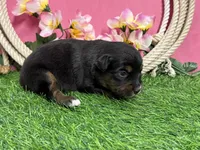 Tootsie, a female Miniature Australian Shepherd for sale in Plato, MO – Photo 4 of 7