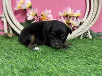 Tootsie, a female Miniature Australian Shepherd for sale in Plato, MO – Photo 6 of 7