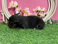 Tootsie, a female Miniature Australian Shepherd for sale in Plato, MO – Photo 7 of 7