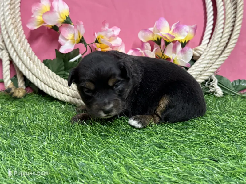 Tootsie – Miniature Australian Shepherd puppy for sale in Plato, MO