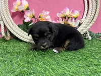 Tootsie, a female Miniature Australian Shepherd for sale in Plato, MO – Photo 1 of 7
