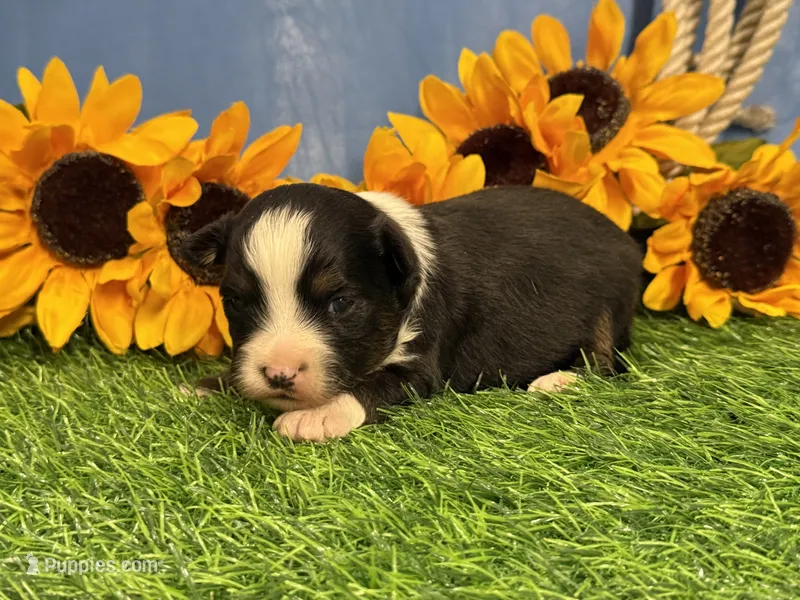 Timber – Toy Australian Shepherd puppy for sale in Plato, MO