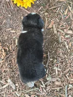 Dugger (Little Guy/Weighs 1.3 lbs @ 4 weeks), a male Toy Australian Shepherd for sale in Plato, MO – 10 of 10