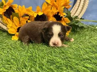 Leo (Little), a male Toy Australian Shepherd for sale in Plato, MO – 6 of 8