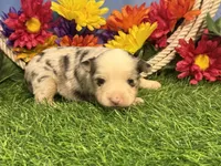 Chase, a male Toy Australian Shepherd for sale in Plato, MO – 8 of 9