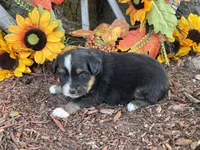 Jazzy, a female Toy Australian Shepherd for sale in Plato, MO – 2 of 10