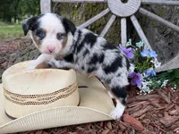 Phoenix ( Video on Website), a male Toy Australian Shepherd for sale in Plato, MO – 6 of 9