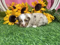 Lola, a female Toy Australian Shepherd for sale in Plato, MO – 6 of 8