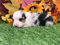 Jollie, a female Toy Australian Shepherd for sale in Plato, MO – 7 of 8