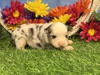 Chase, a male Toy Australian Shepherd for sale in Plato, MO – 6 of 9