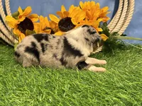 Lincoln, a male Toy Australian Shepherd for sale in Plato, MO – 5 of 8