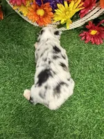 Chase, a male Toy Australian Shepherd for sale in Plato, MO – 9 of 9