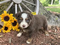 Leo (Video on Website), a male Toy Australian Shepherd for sale in Plato, MO – 2 of 9