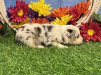 Chase, a male Toy Australian Shepherd for sale in Plato, MO – 2 of 9