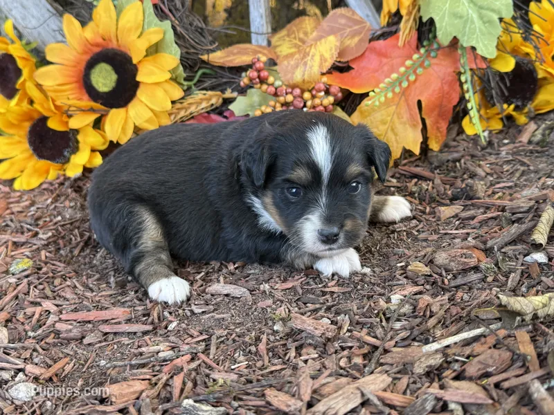 Jazzy – Toy Australian Shepherd puppy for sale in Plato, MO