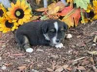 Jazzy, a female Toy Australian Shepherd for sale in Plato, MO – 1 of 10