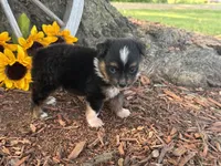 Dugger (Little Guy/Weighs 1.3 lbs @ 4 weeks), a male Toy Australian Shepherd for sale in Plato, MO – 6 of 10