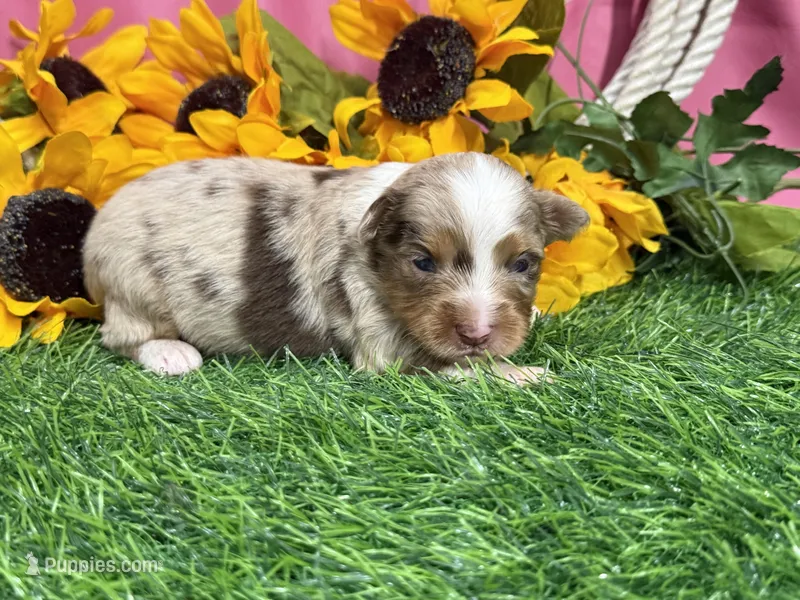Lola – Toy Australian Shepherd puppy for sale in Plato, MO