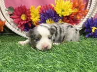 Cricket , a female Toy Australian Shepherd for sale in Plato, MO – 8 of 10
