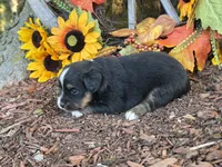 Jazzy, a female Toy Australian Shepherd for sale in Plato, MO – 6 of 10