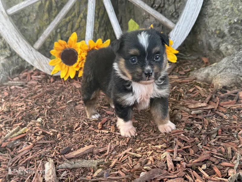 Dugger (Little Guy/Weighs 1.3 lbs @ 4 weeks) – Toy Australian Shepherd puppy for sale in Plato, MO