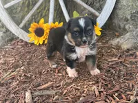 Dugger (Little Guy/Weighs 1.3 lbs @ 4 weeks), a male Toy Australian Shepherd for sale in Plato, MO – 1 of 10