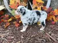 Chase (video on website), a male Toy Australian Shepherd for sale in Plato, MO – 6 of 10