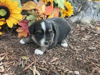 Jazzy, a female Toy Australian Shepherd for sale in Plato, MO – 3 of 10