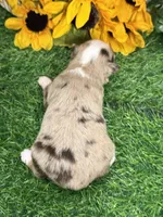 Lane, a male Toy Australian Shepherd for sale in Plato, MO – 8 of 8