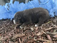 Leo , a male Toy Australian Shepherd for sale in Plato, MO – 4 of 9