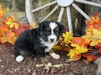 Timber (Video on Website), a male Toy Australian Shepherd for sale in Plato, MO – 5 of 10