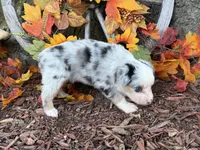 Chase (video on website), a male Toy Australian Shepherd for sale in Plato, MO – 5 of 10