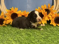 Timber, a male Toy Australian Shepherd for sale in Plato, MO – 4 of 9
