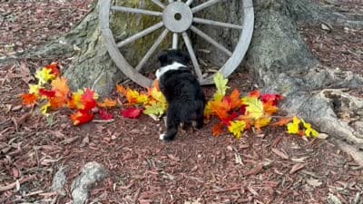 Timber (Video on Website), a male Toy Australian Shepherd for sale in Plato, MO – 9 of 10