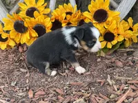 Callie (weighs 1lb @ 4wks), a female Toy Australian Shepherd for sale in Plato, MO – 9 of 10