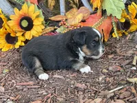 Jazzy, a female Toy Australian Shepherd for sale in Plato, MO – 7 of 10