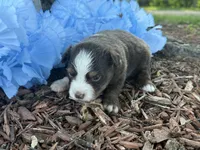 Leo , a male Toy Australian Shepherd for sale in Plato, MO – 8 of 9